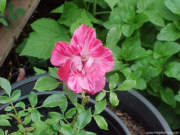 'Rose Gilardi ™' rose photo