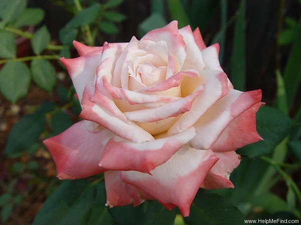 'April Hamer' rose photo
