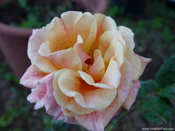 'Dorcas (shrub, Buck, 1984)' rose photo
