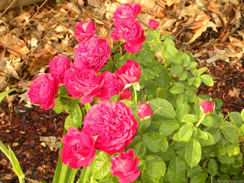 'Braveheart ™ (shrub, Clements, 1998)' rose photo
