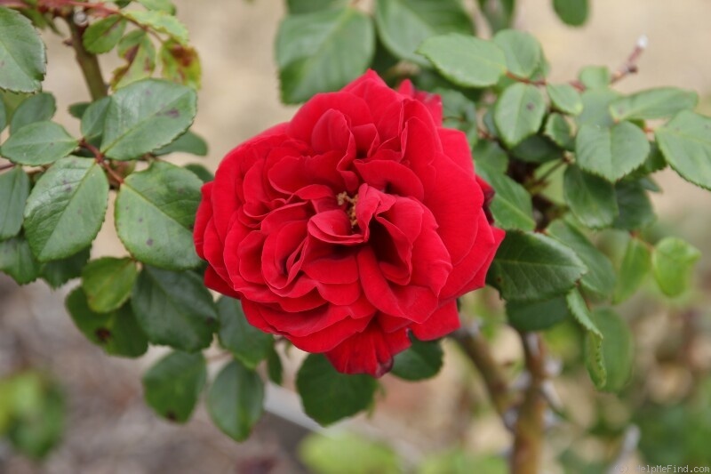 'Ulmer Münster' rose photo