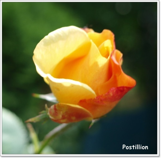 'Postillion ® (shrub, Kordes 1998)' rose photo