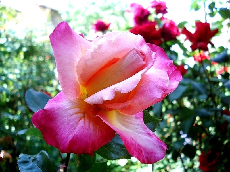 'Starion ® (hybrid tea, Dorieux before 1987)' rose photo