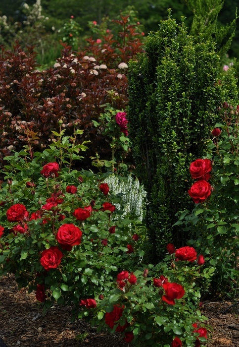 'Marina's Garden. Crawfordville, FL' , click to enlarge 'Marina's Garden. Crawfordville, FL'  photo