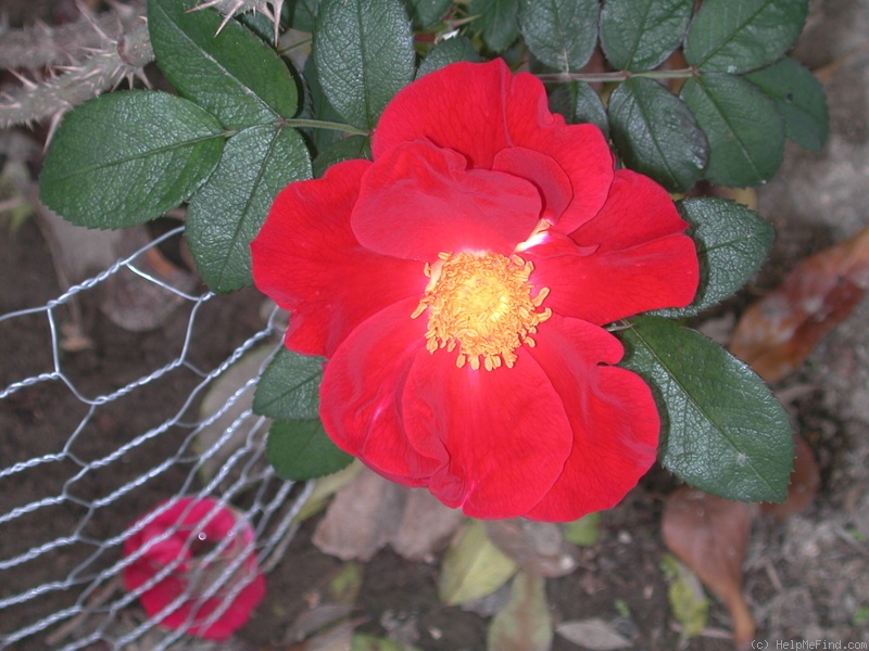 'MAGseed' rose photo