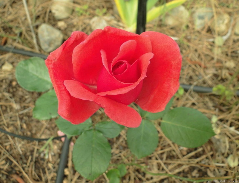 'Kalahari' rose photo