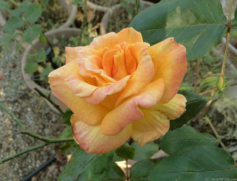 'Pocahontas (Hybrid Tea, Wlliams 2000)' rose photo