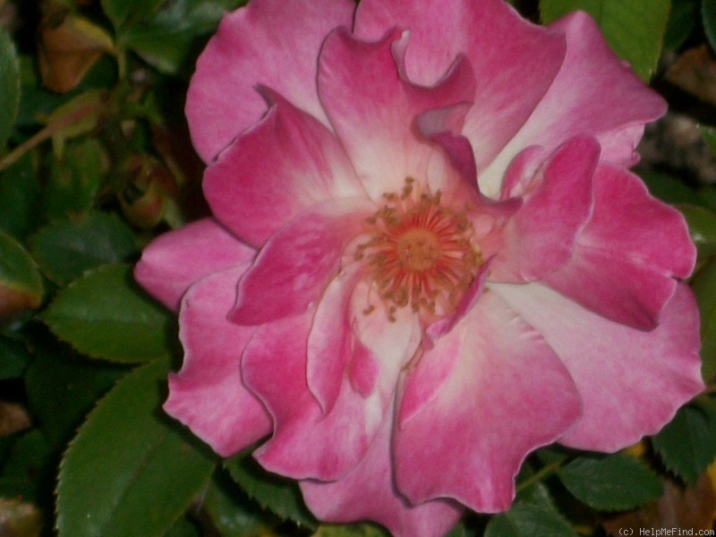 'Cinderella's Song' rose photo