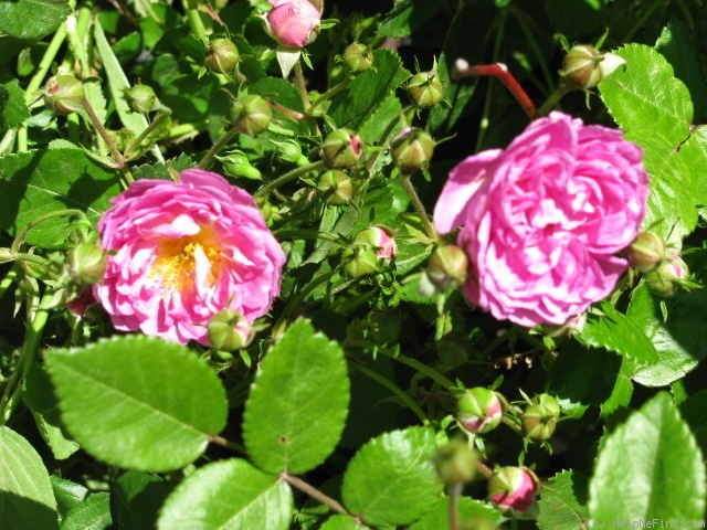 'Sweet Pea (Polyantha, Shoup, 2006)' rose photo