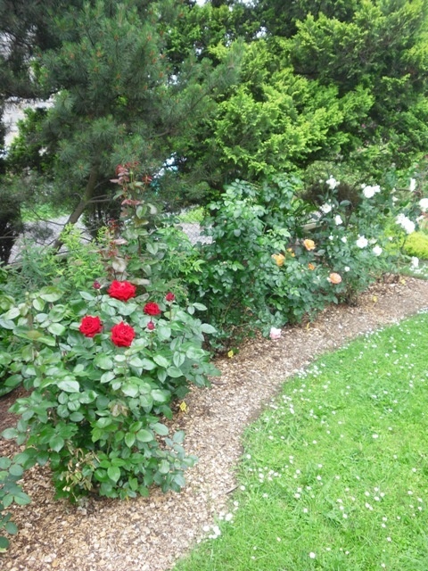 'Mirek - My Rose Garden'  photo