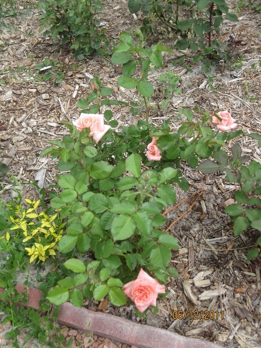 'Sonja' rose photo