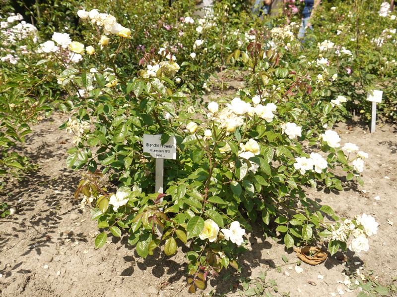 'Blanche Frowein' rose photo