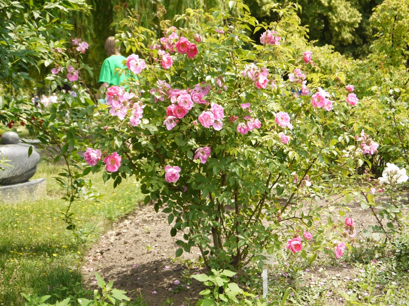 'Rosenwunder' rose photo