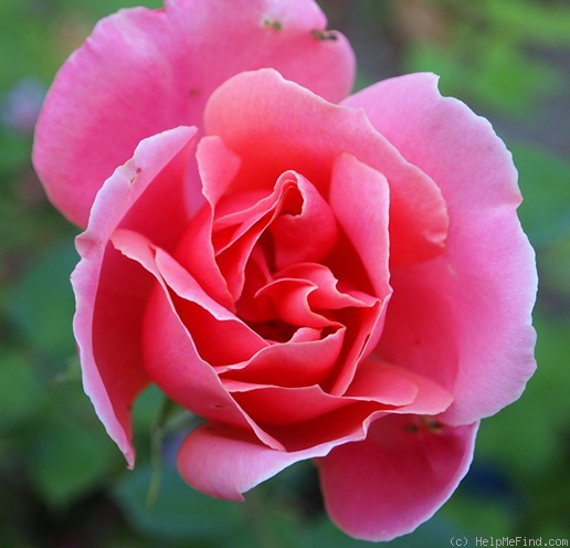 'Louise Catherine Breslau' rose photo