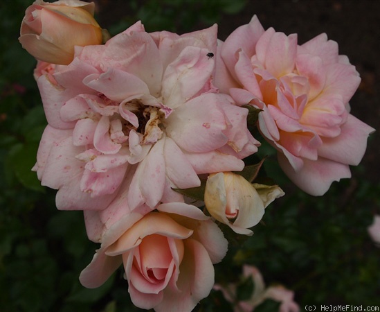 'Sheelagh Baird' rose photo