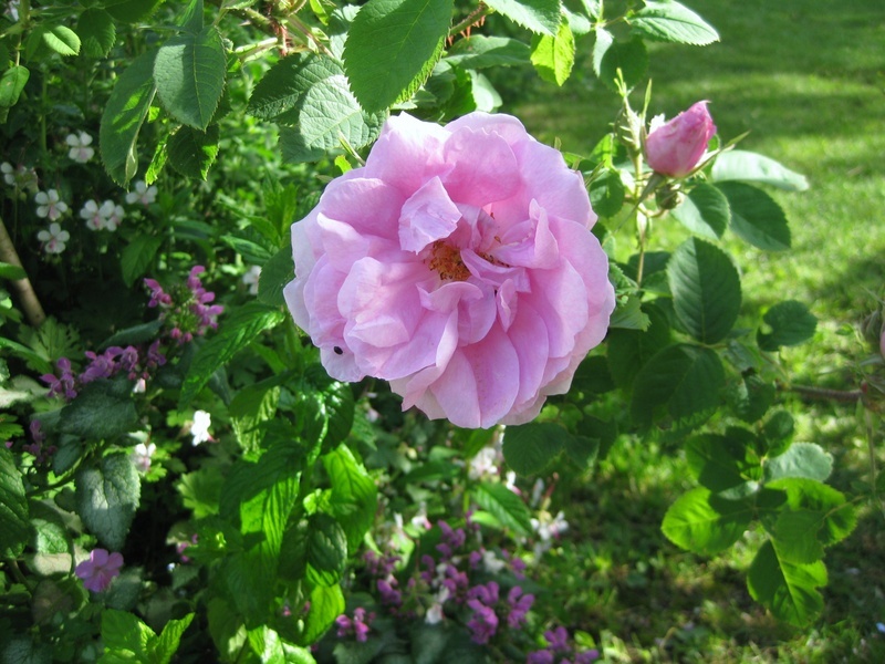 'Quatre Saisons' rose photo