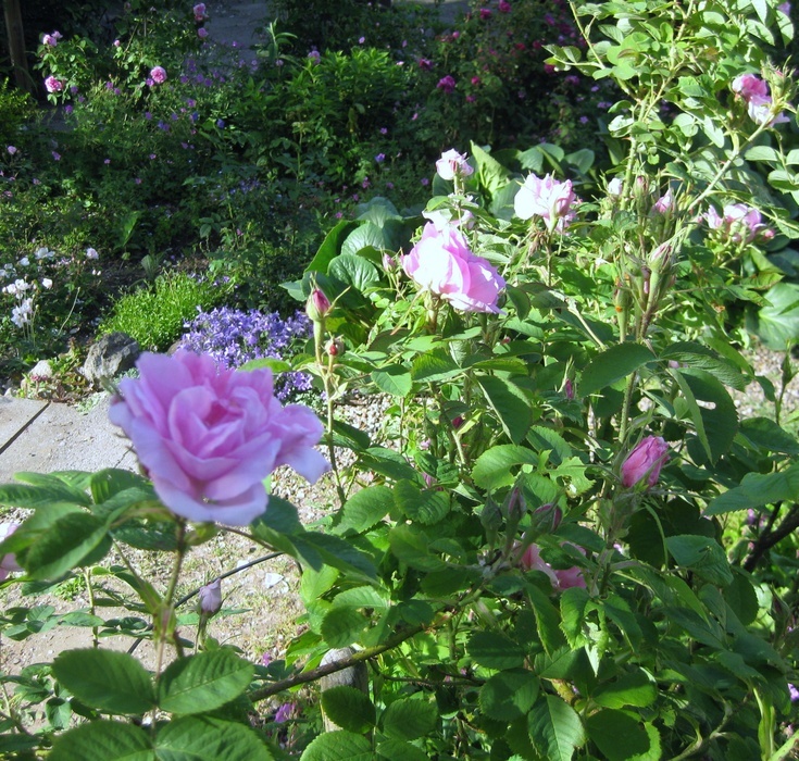 'Quatre Saisons' rose photo