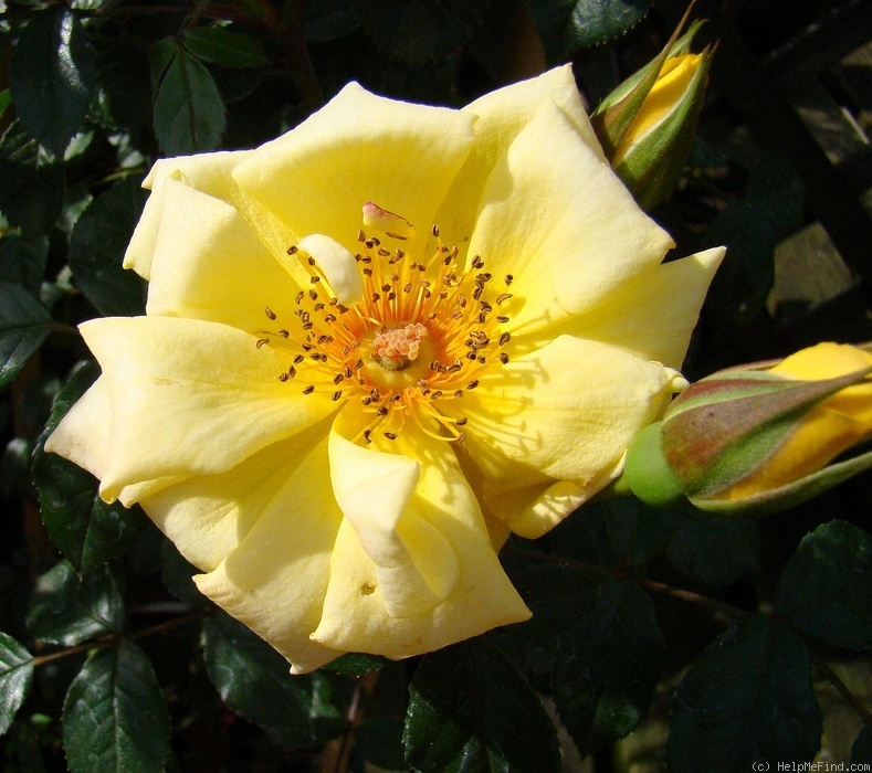 'Laura Ford ®' rose photo