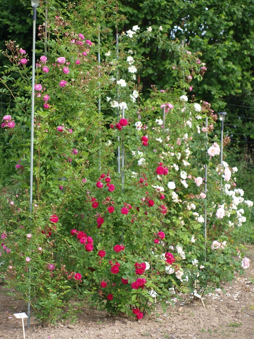 'Fitzbek Rose Garden'  photo