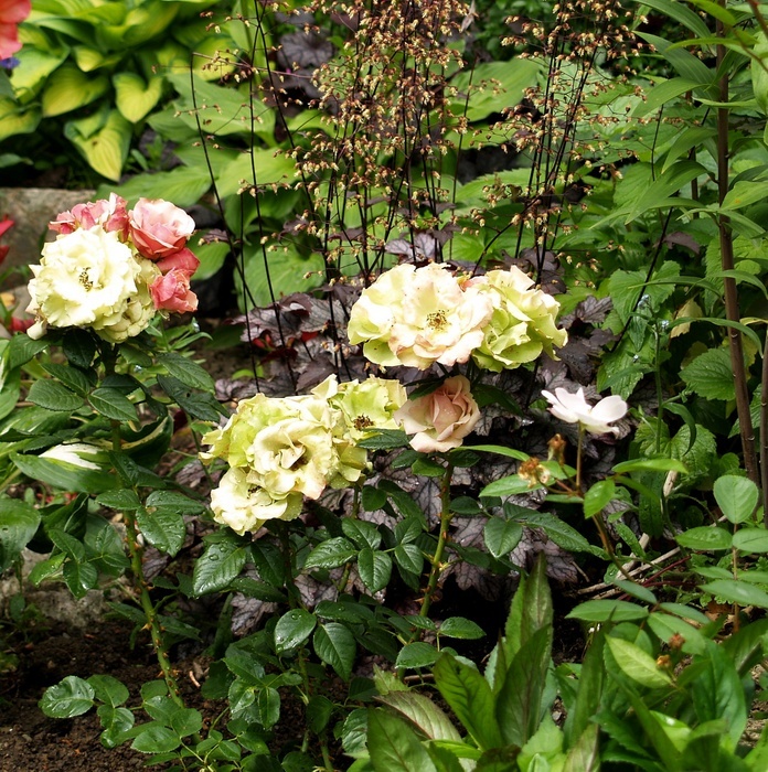 'Greensleeves' rose photo