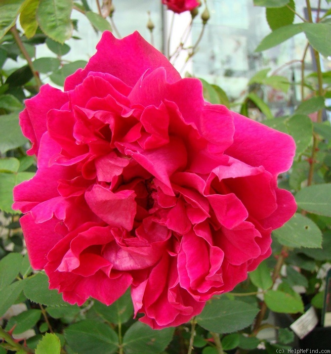 'Tam O'Shanter (shrub, Austin, 2009)' rose photo
