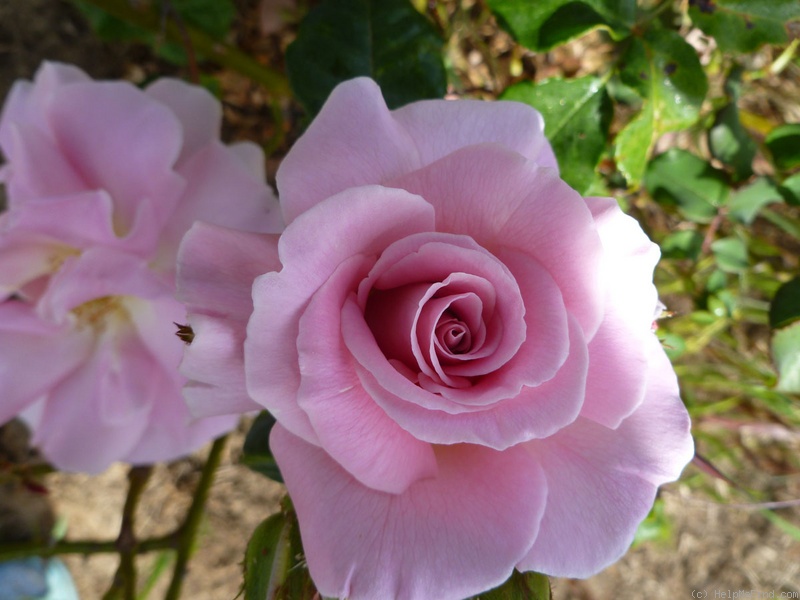 'Viola Lougheed' rose photo
