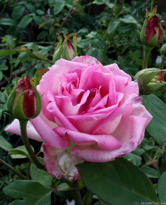 'Madame Camille' rose photo