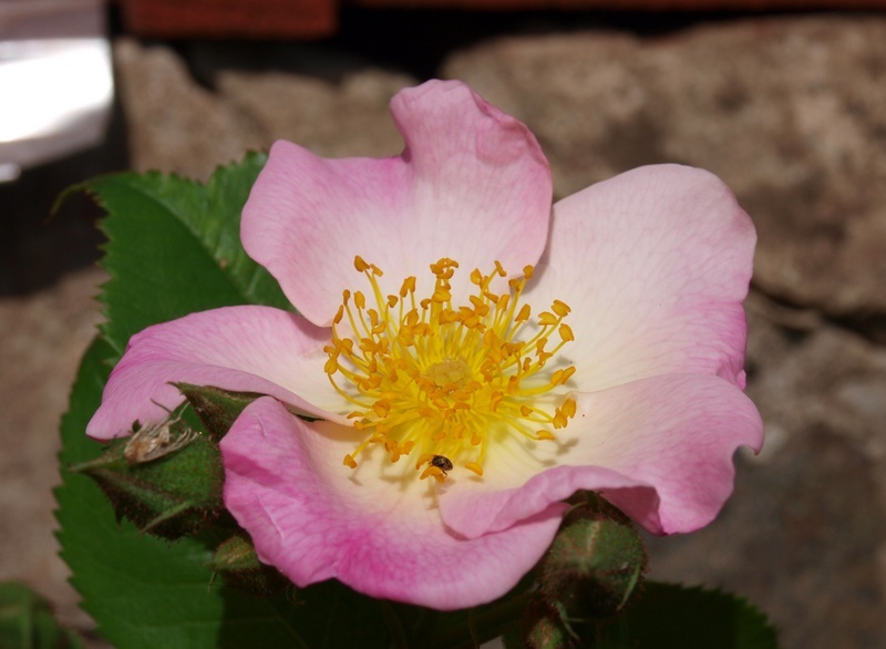 'Landhaus Ettenbühl' rose photo