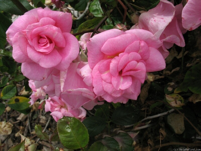 'Pinkie' rose photo