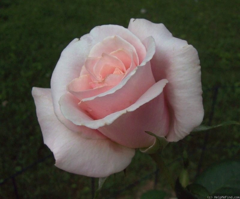 'Bride's Dream (hybrid tea, Kordes 1985)' rose photo