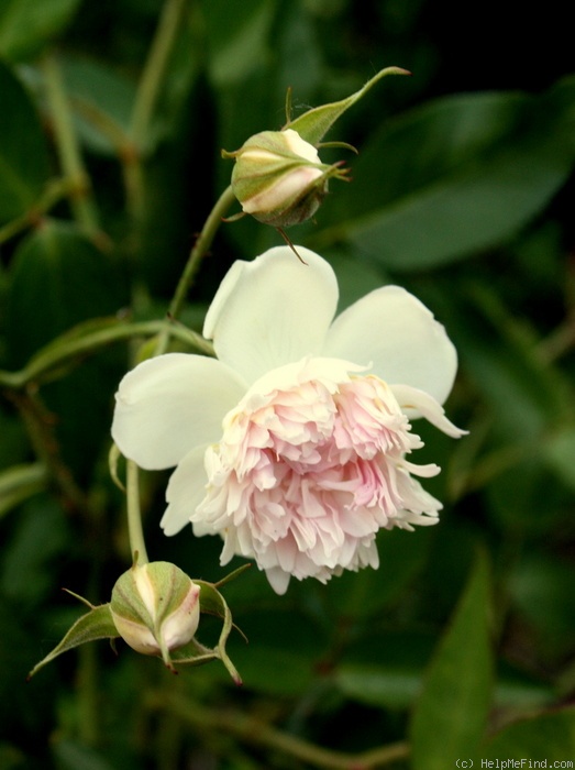 '<i>Rosa triphylla</i> Roxburgh ex Hemsley synonym' rose photo
