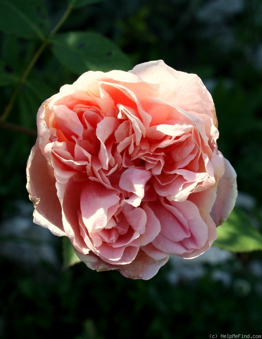 'Duarte de Oliveira' rose photo