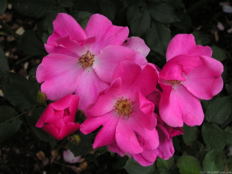 'Betty Prior' rose photo