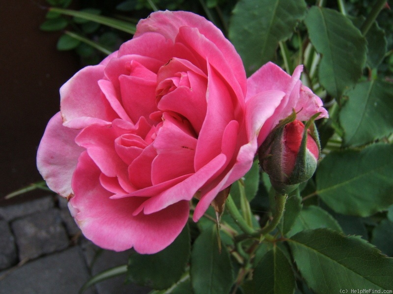 'Capitaine Soupa' rose, click to enlarge 'Capitaine Soupa' rose photo