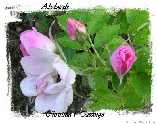 'Abeljzieds' rose photo