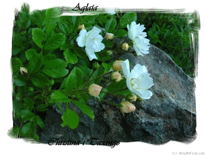 'Aglaïa (hybrid multiflora, Schmitt, 1896)' rose, click to enlarge 'Aglaïa (hybrid multiflora, Schmitt, 1896)' rose photo
