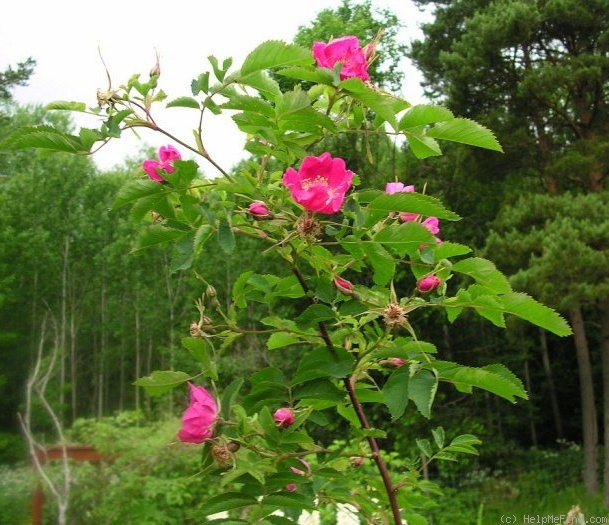 '<i>Rosa pendulina</i> L.' rose photo