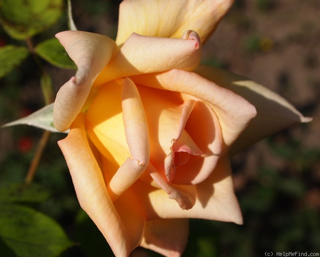 'Dr. Augustin Wibbelt' rose photo