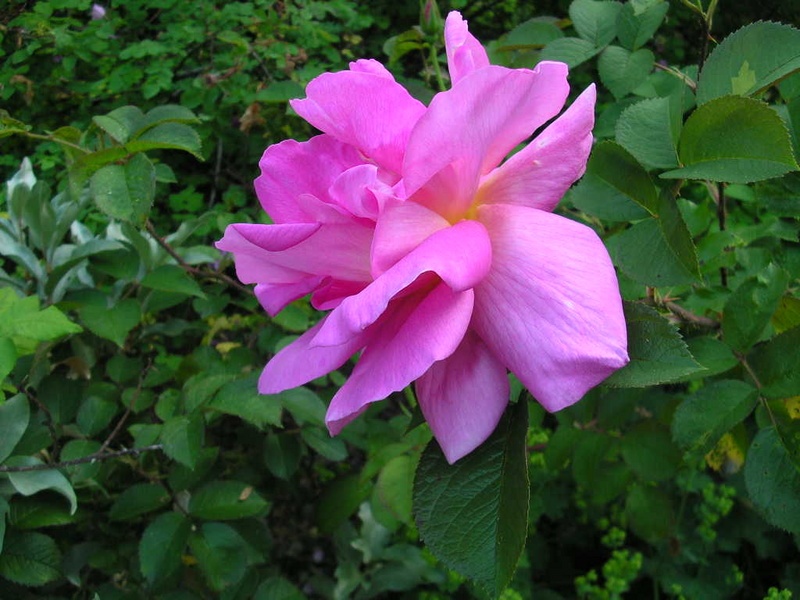'Delicia ® (hybrid rugosa, Kordes, 2002)' rose photo