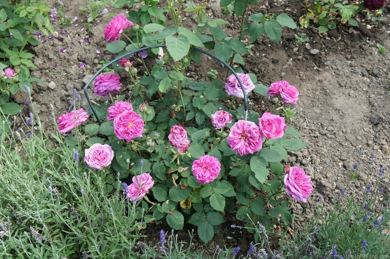 'Ami Martin' rose photo