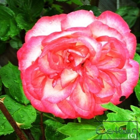 'Antike 89 ™' rose photo