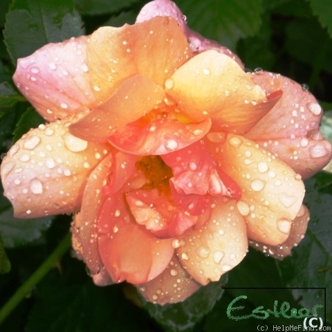 'Apricot Meidiland' rose photo