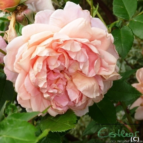 'Colette ® (hybrid tea, Meilland 1994)' rose photo
