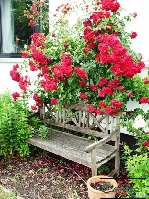 'Ein Rosengaertchen / A little Rose Garden'  photo