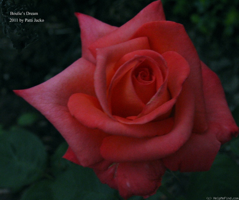 'Boulie's Dream™' rose photo