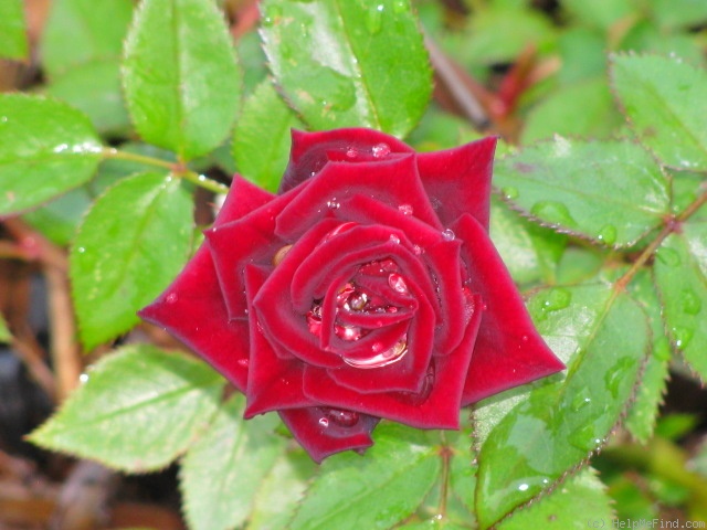 'Black Jade ™ (miniature, Benardella 1985)' rose photo