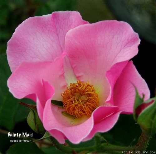 'Dainty Maid' rose photo