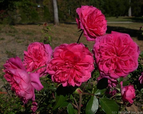 'Ivor's Rose' rose photo