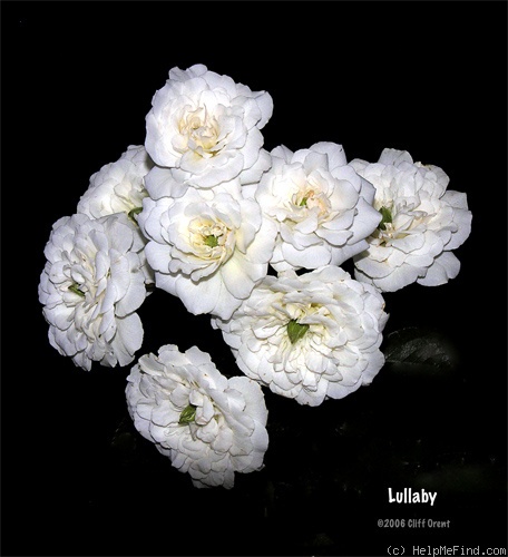 'Lullaby (polyantha, Shepherd, 1953)' rose photo
