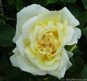 'Mrs. Arthur Curtiss James' rose photo